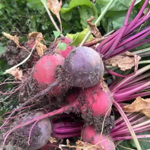 Red Radish - bunch